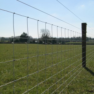 up-close-fencing-image-padraigh-Moran-Borrisokane-300x300.jpg