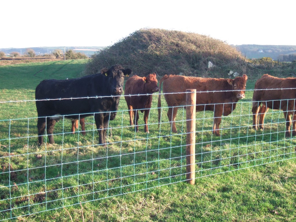Sheep fencing Bandon 008 with cattle FRS Fencing