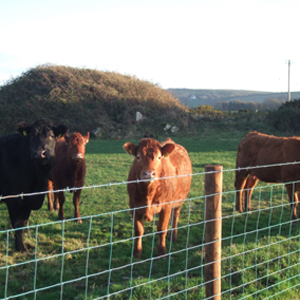cattle behind frs fence