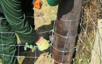 FRS Fencing: Creosote Update