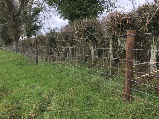 farm-sheep-fence