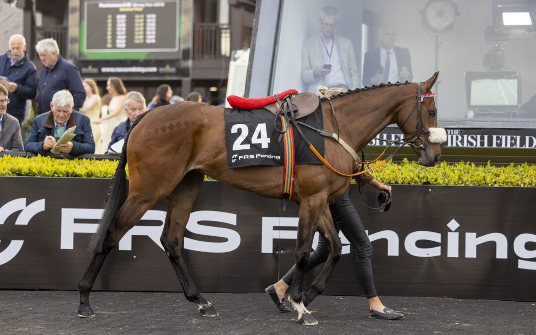 FRS Fencing Handicap Hurdle Delivers Memorable Moments at Punchestown Festival